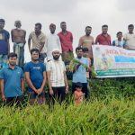 সাতক্ষীরার আলিপুর খোল বিলে হাইব্রিড ধান মধুমতি-২ এর মাঠ দিবস