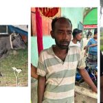 ব্রহ্মরাজপুর পশুর হাটে চোরাই গরু বিক্রির পর পাশ করতে গিয়ে কমিটির হাতে আটক দুই যুবককে পুলিশে সোপর্দ
