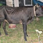 আইনি গ্যাঁড়াকলে ব্রহ্মরাজপুর পুলিশ ফাঁড়িতে বন্দি অবলা গরু!