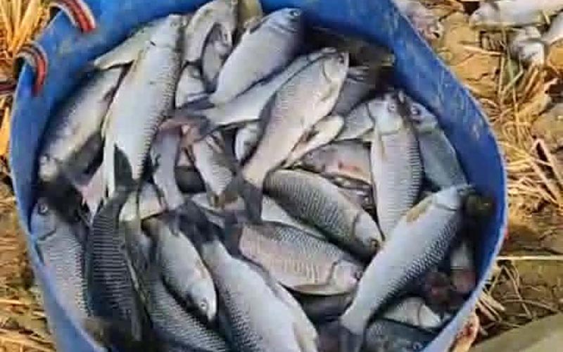 বকচরায় মৎস্য ঘেরে বিষ দিয়ে ৩লক্ষাধিক টাকার মাছ নিধনের অভিযোগ