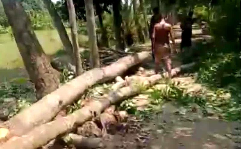 চাঁদপুরে সরকারি রাস্তার গাছ কাটার সময় এসিল্যান্ডের হানা