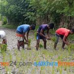 শ্যামনগরে দীর্ঘদিন ধরে রাস্তা সংস্কার না করায় ক্ষুব্ধ এলাকাবাসী, সড়কে ধান রোপণ