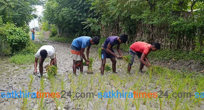 শ্যামনগরে দীর্ঘদিন ধরে রাস্তা সংস্কার না করায় ক্ষুব্ধ এলাকাবাসী, সড়কে ধান রোপণ