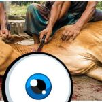 কালিগঞ্জে অসুস্থ গরু জবাই করে মাংস বিক্রি ও দায়িত্বে থাকা কর্মকর্তার বিরুদ্ধে অভিযোগ