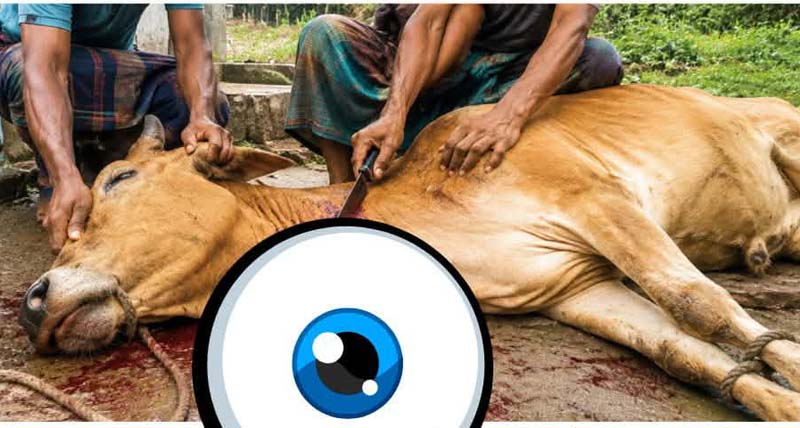 কালিগঞ্জে অসুস্থ গরু জবাই করে মাংস বিক্রি ও দায়িত্বে থাকা কর্মকর্তার বিরুদ্ধে অভিযোগ