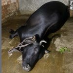 সাতক্ষীরায় পূর্বশত্রুতার জেরে বিষপ্রয়োগে গাভী হত্যার অভিযোগ