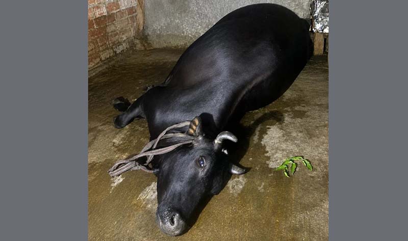 সাতক্ষীরায় পূর্বশত্রুতার জেরে বিষপ্রয়োগে গাভী হত্যার অভিযোগ