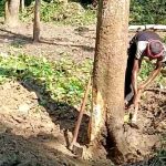 ফিংড়ীর বেনীয়াখালীতে পৈতৃক জমি জবর দখলসহ গাছ কর্তনের অভিযোগ