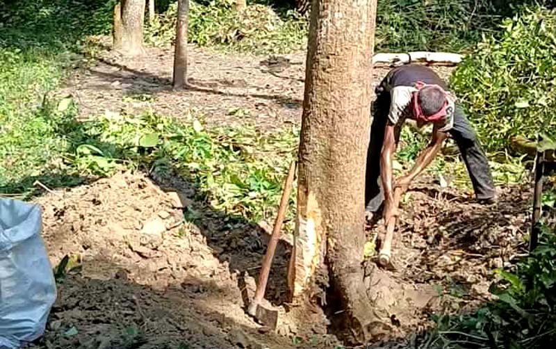 ফিংড়ীর বেনীয়াখালীতে পৈতৃক জমি জবর দখলসহ গাছ কর্তনের অভিযোগ