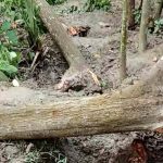 সদরের বড়খামারে মসজিদের মেহগনি গাছ কেটে নেওয়ার অভিযোগ