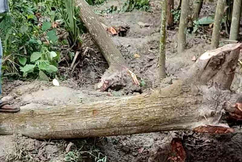 সদরের বড়খামারে মসজিদের মেহগনি গাছ কেটে নেওয়ার অভিযোগ